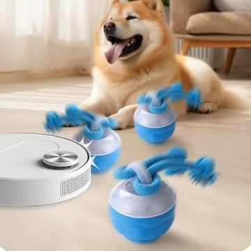 Pets & Animels